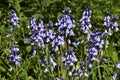 Hyacinthoides Ãâ massartiana flowers, growing in the garden. Royalty Free Stock Photo